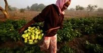 Africa's Path to Food Security: Embracing Agroecology Amidst Fertilizer Crisis